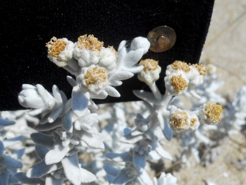 Piantina biancastra: Achillea maritima